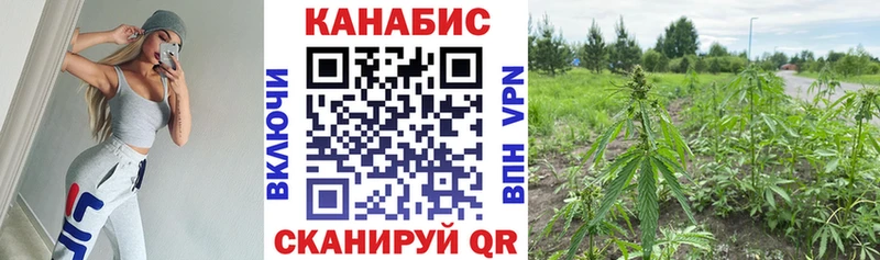 Канабис OG Kush  Борзя 